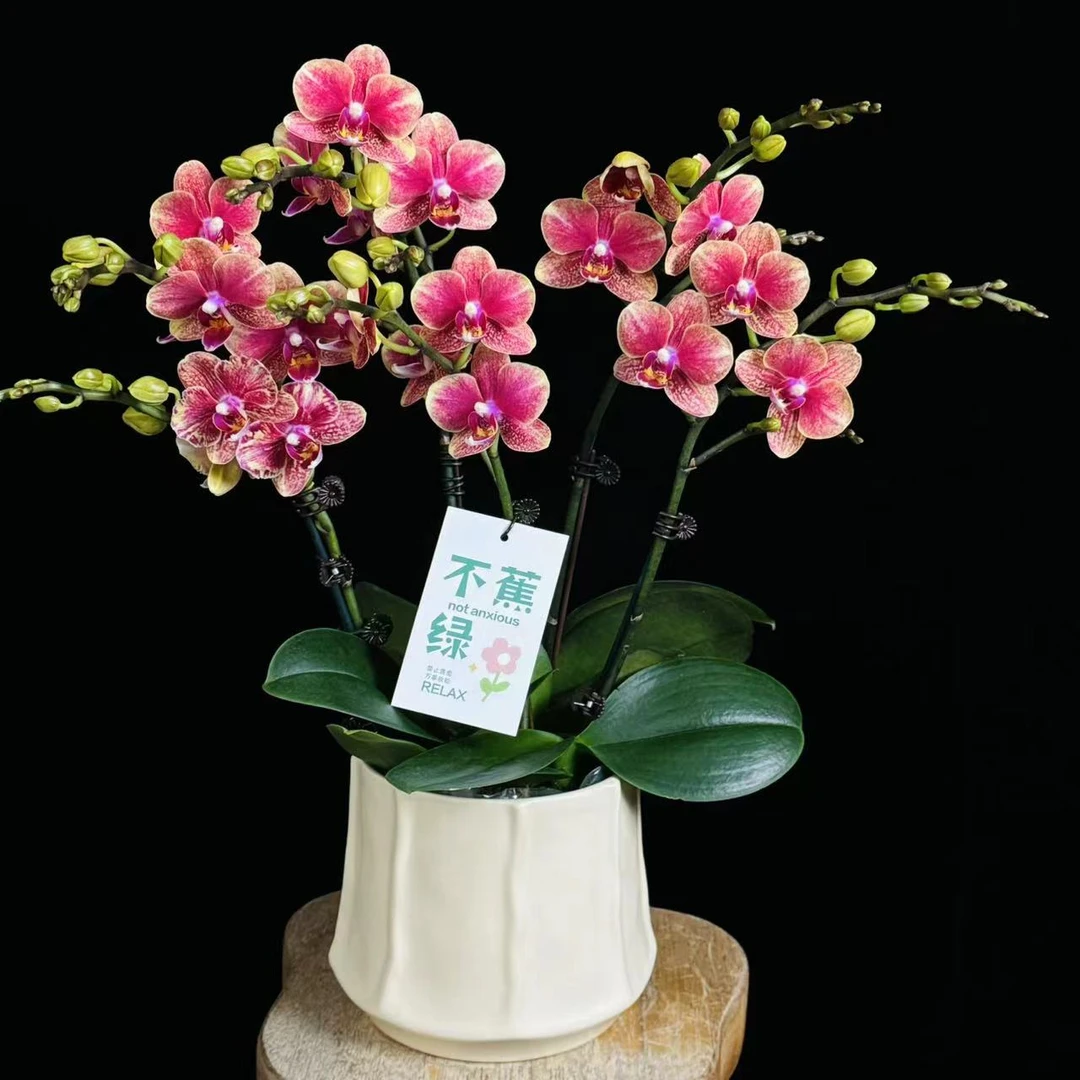 【金蝶】张灯结彩喜庆色聚宝盆蜡质花蝴蝶兰有花有花苞盆栽桌面花