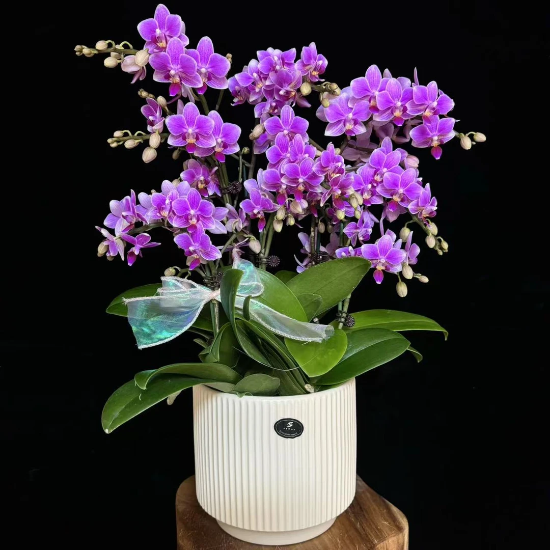 【香格里拉】香型花量大花苞多蝴蝶兰室内花卉