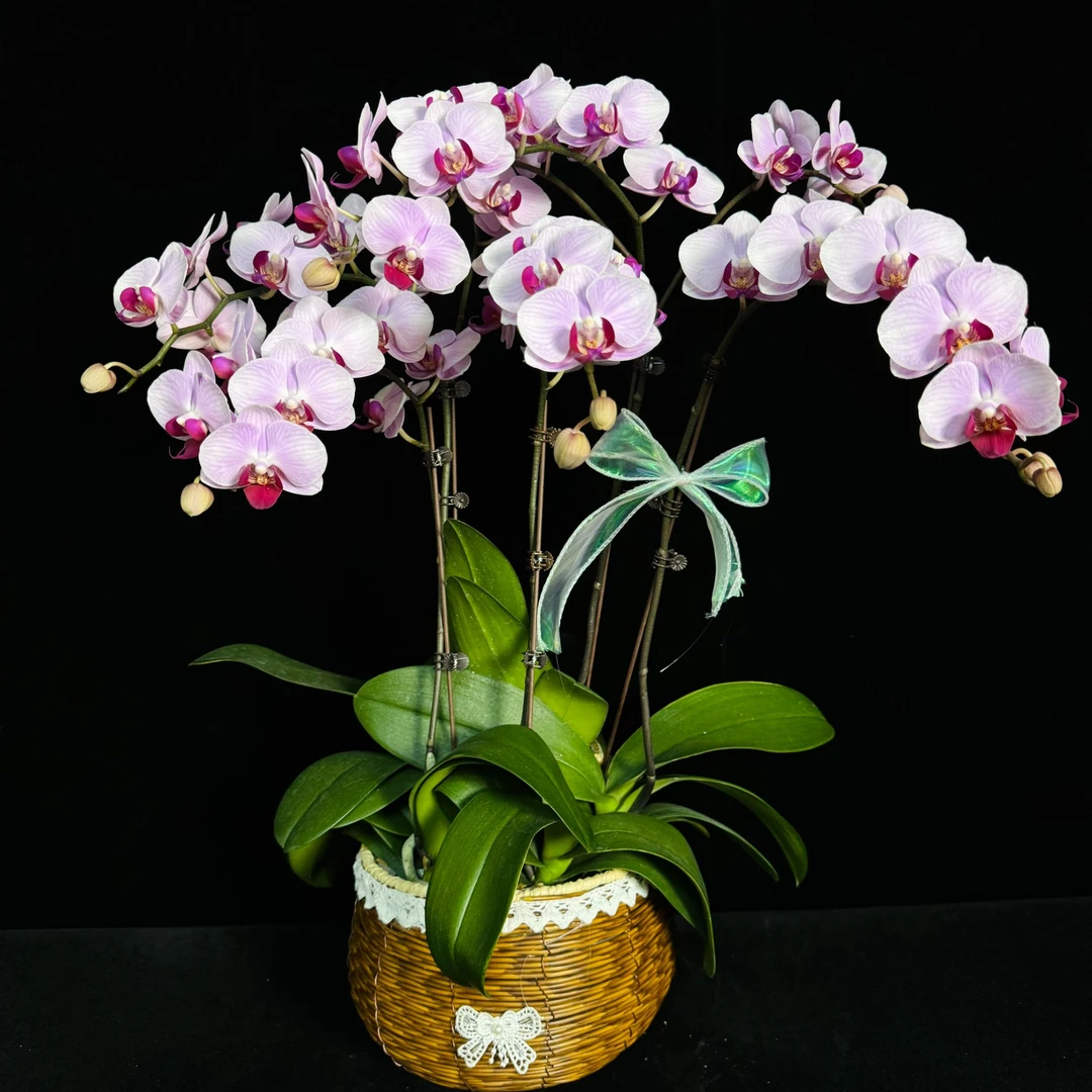 【大貂蝉】粉色渐变花苞多中花型蝴蝶兰大气高个盆栽