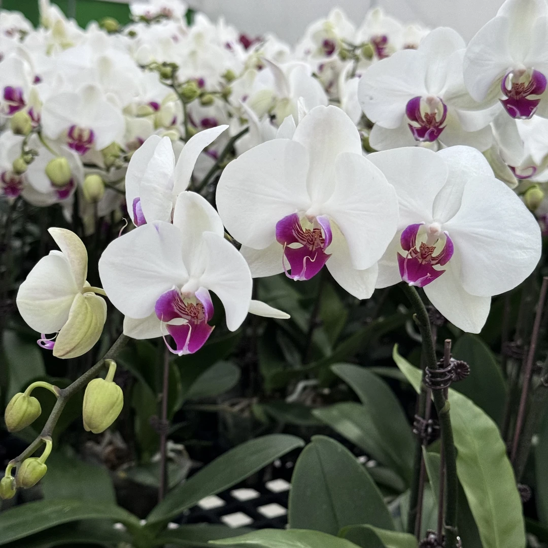 【法克斯】欧品高货蝴蝶兰带花带花苞盆栽桌面花