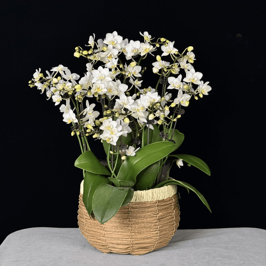 【满天星】欧品白色花量多花剑多蝴蝶兰带花带花苞盆栽桌面花