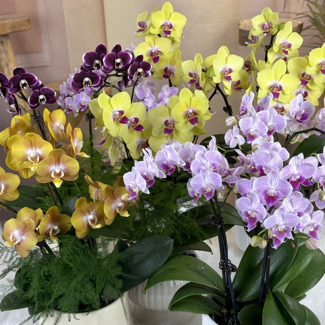 【一物一拍】蝴蝶兰带花带花苞组盆盆栽