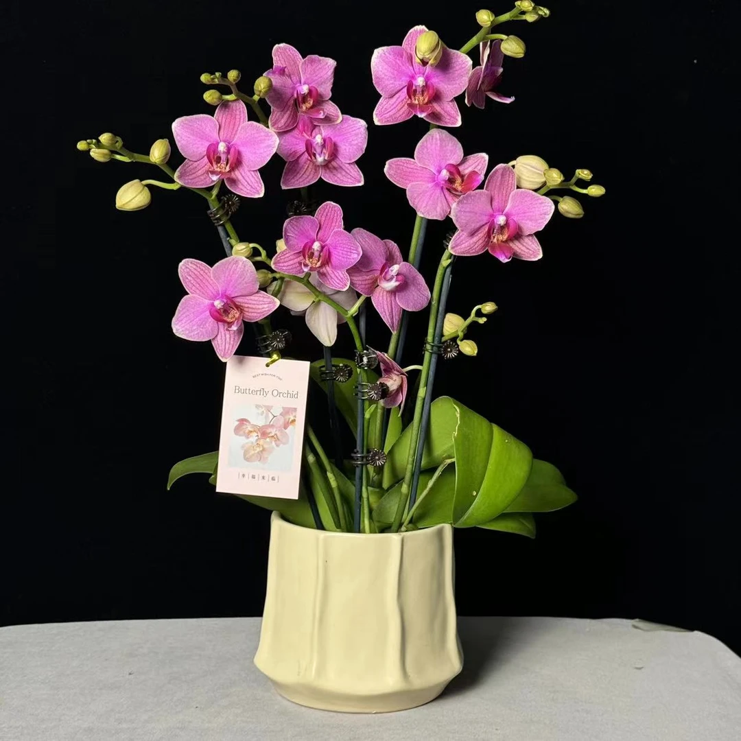 【粉闪电】紫红色欧品高货好养耐开蝴蝶兰有花有花苞