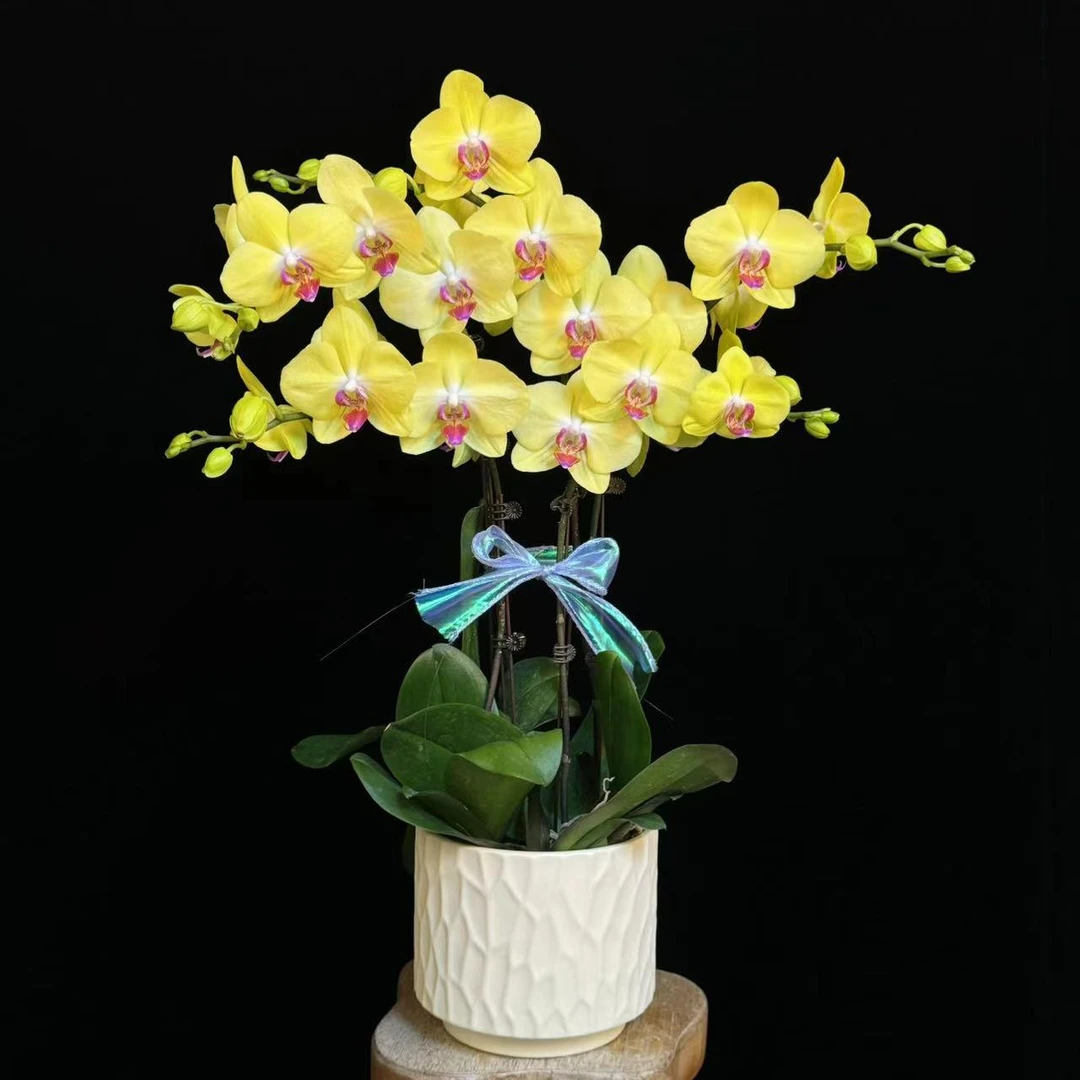 【富乐夕阳】 黄花粉芯蝴蝶兰蜡质花花量大耐开耐摆唯美
