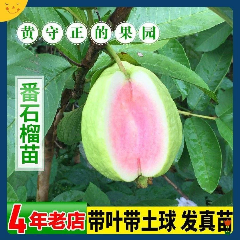 正宗胭脂红番石榴树苗四季结果嫁接苗红心芭乐番石榴果树盆栽地栽