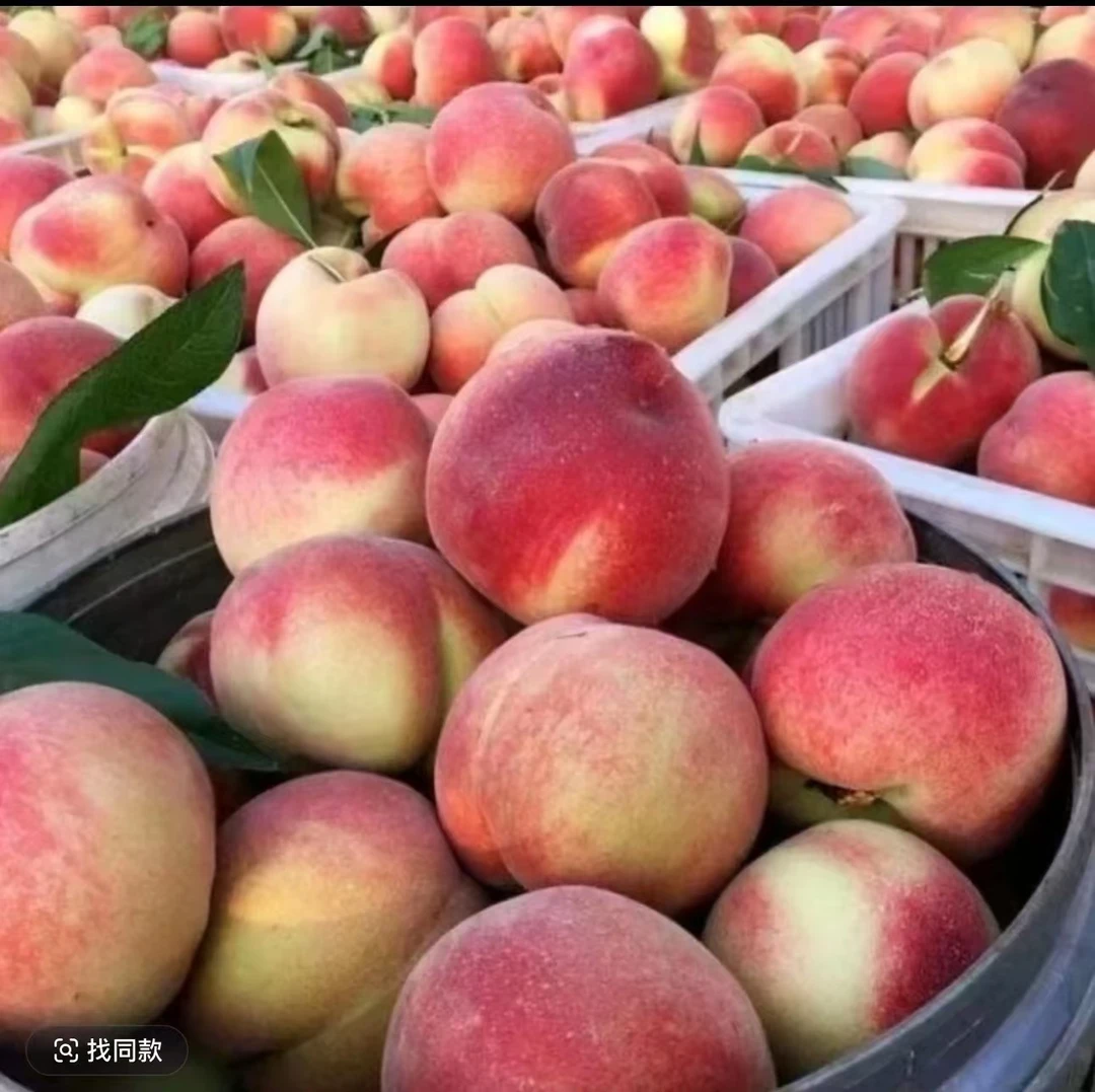 【过年老粉福利】云南高原冬桃蜜桃桃子现摘现发坏果包赔桃脆桃新鲜
