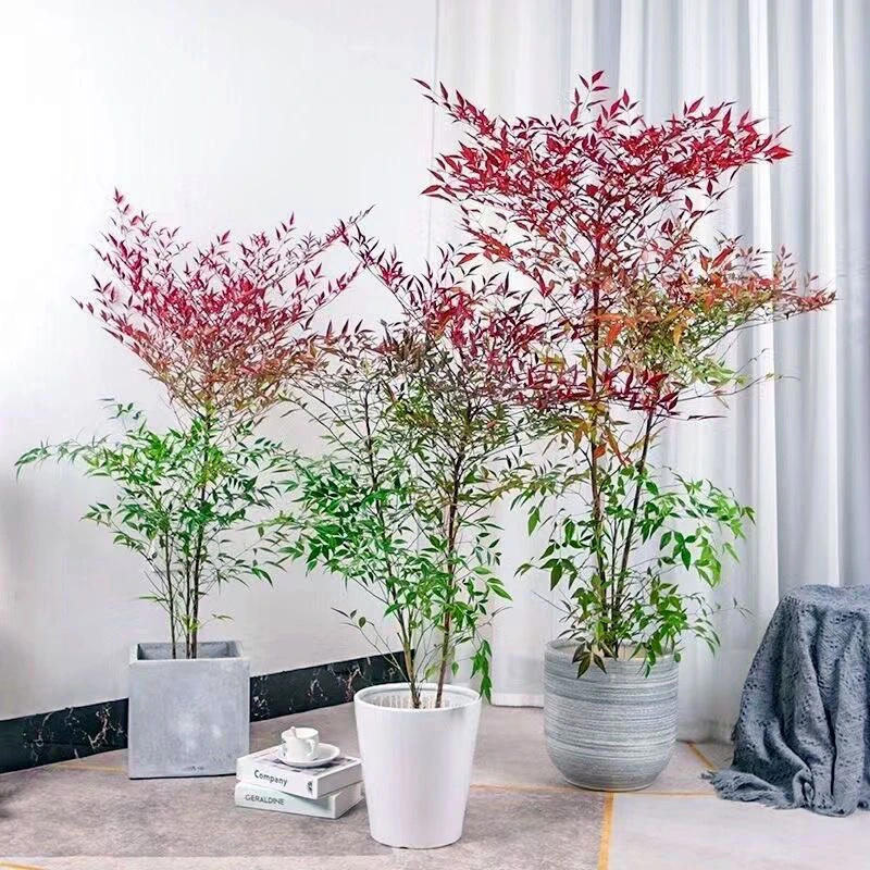 火焰南天竹绿植室内客厅庭院代替马醉木四季耐寒懒人好养净化空气