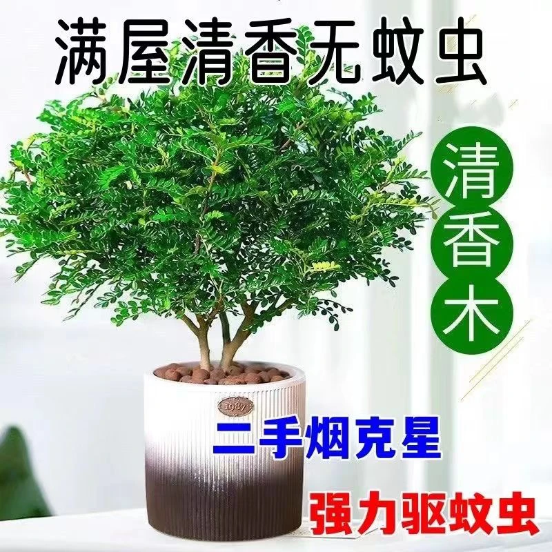 驱蚊清香木盆栽室内花卉好养绿植净化空气吸除甲醛植物提神胡椒木