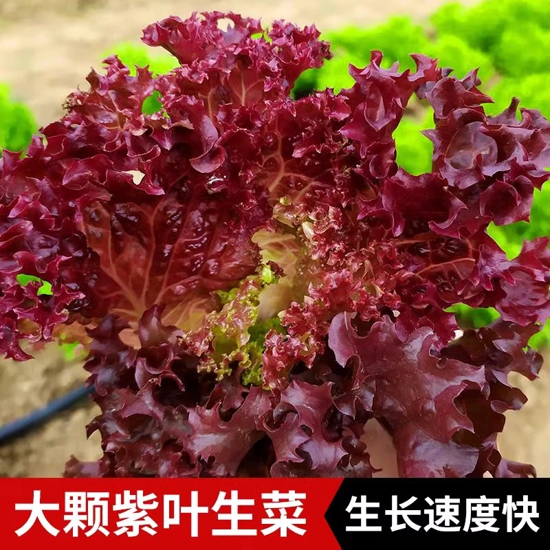 紫生菜种籽盆栽四季紫叶生菜种孑四季紫色生菜种子阳台红叶生菜籽