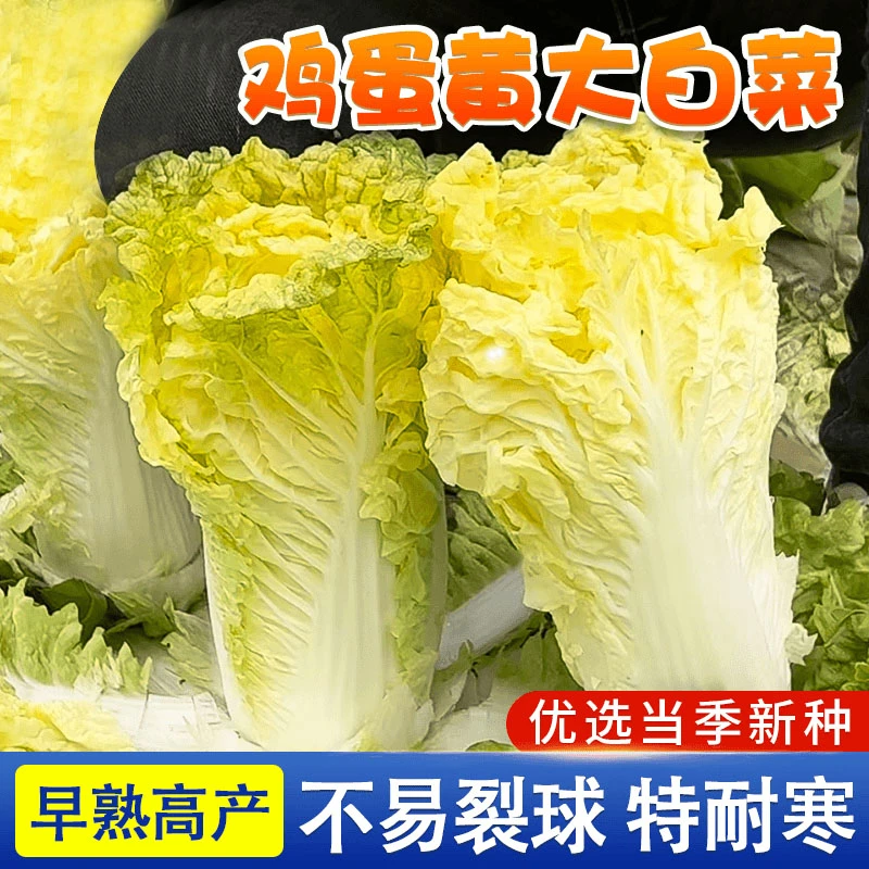 黄心白菜种子北京小杂早熟包心大白菜种子春秋播种高产抗病蔬菜籽
