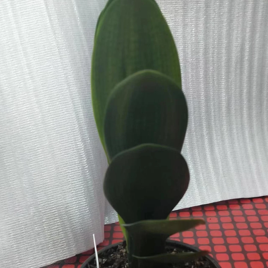 精品君子兰直播间专拍（微瑕款不退不换)