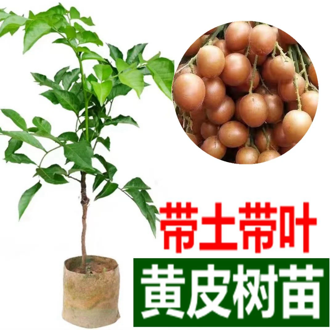 黄皮果树苗嫁接无核黄皮鸡心黄皮南方果树苗广东广西适合盆栽地栽