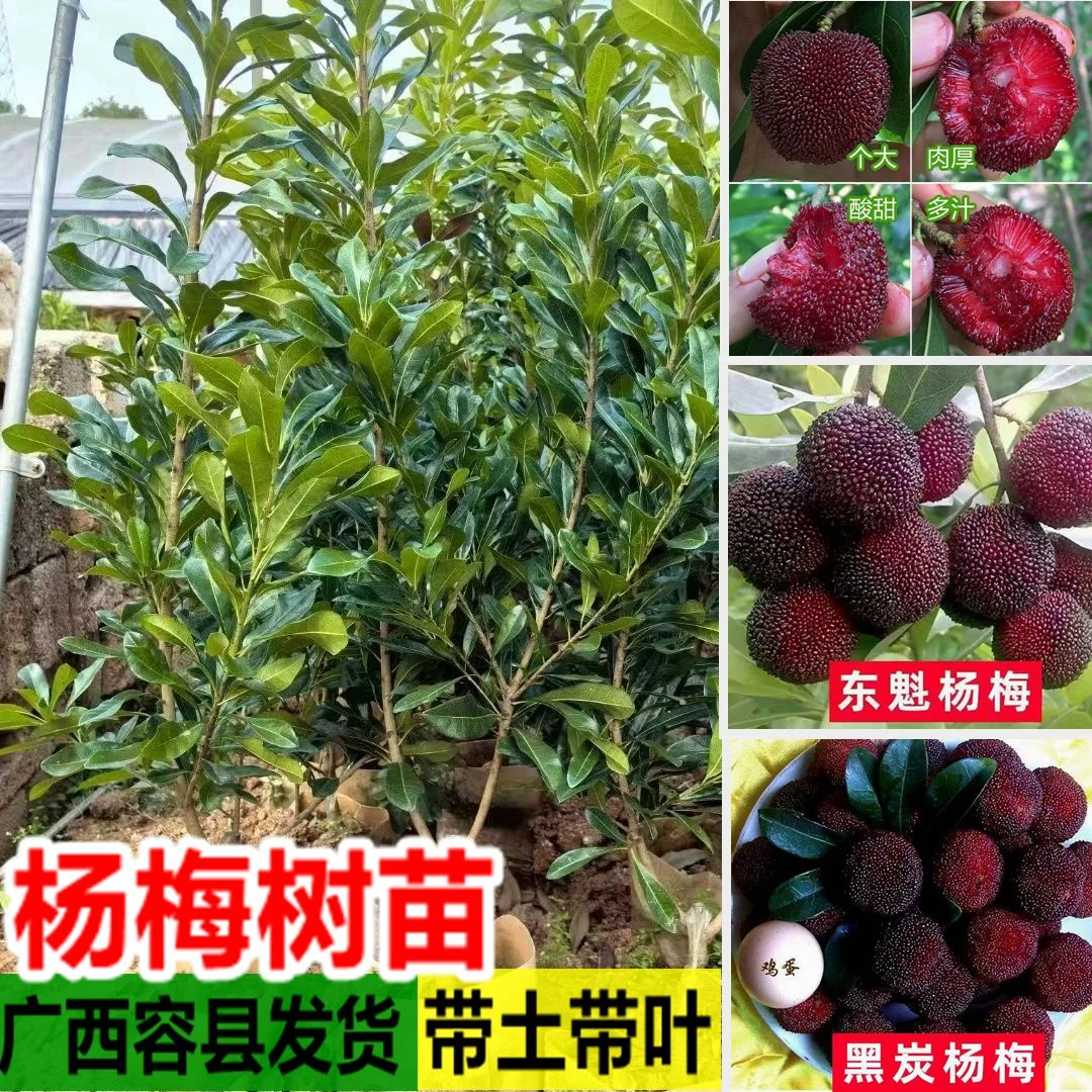 正宗嫁接东魁杨梅树苗嫁接六月杨梅苗南方北方种植盆栽果树苗包邮