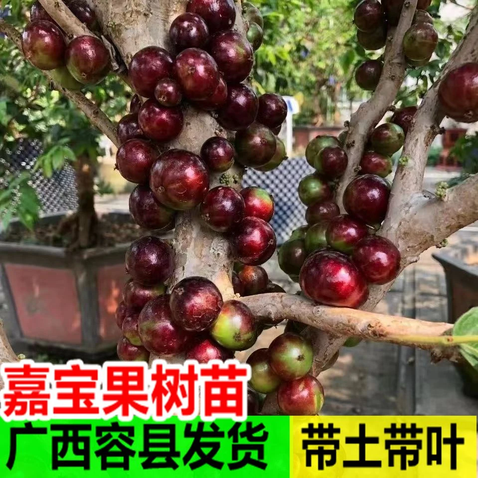 嘉宝果树苗正宗树葡萄四季艾斯卡南北方可种植带土带叶当年结果