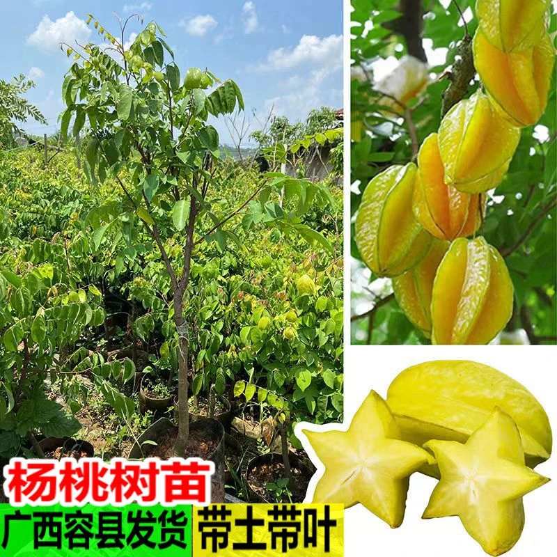 杨桃苗特大甜杨桃树苗纯甜嫁接果苗四季结果庭院地栽盆栽当年