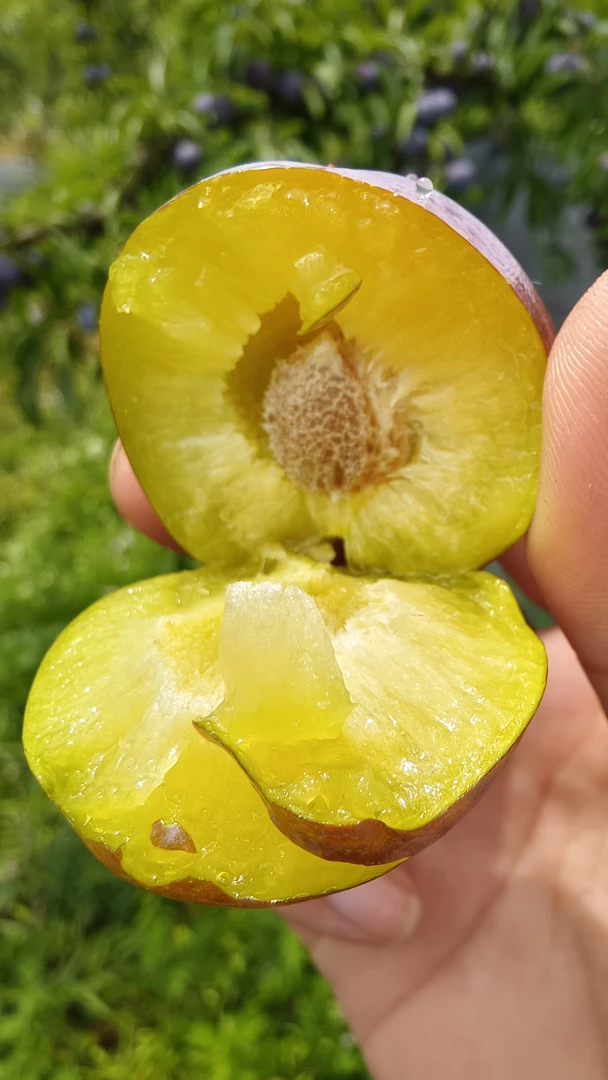 空心李子，甜脆可口