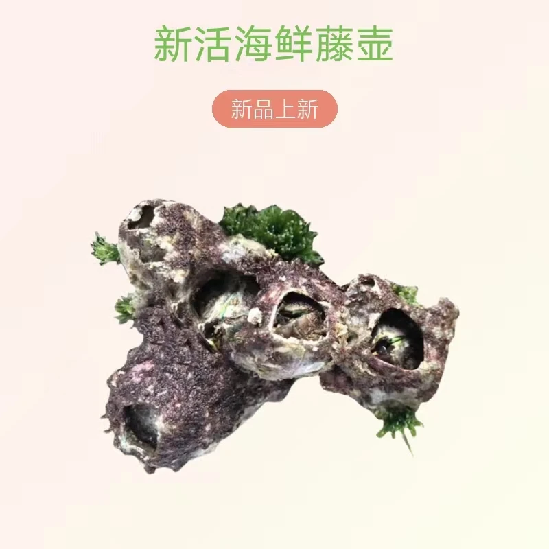 海鲜藤壶鲜活藤壶海鲜火山口雀嘴藤壶湿岛海鲜生鲜蚝触保鲜发货