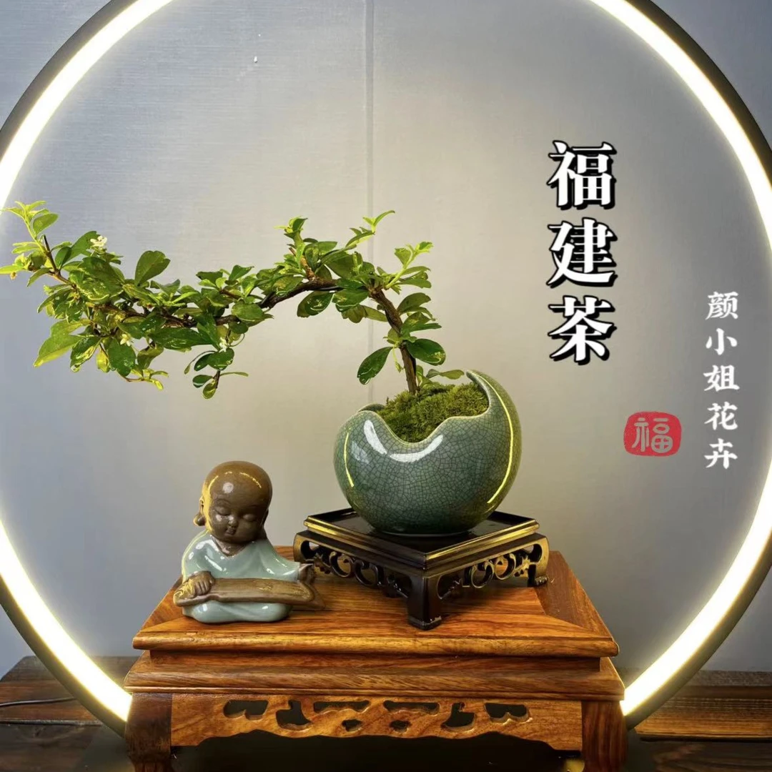 【福建茶盆景】悬崖飘枝造型室内办公室好养绿植净化空气植物盆栽