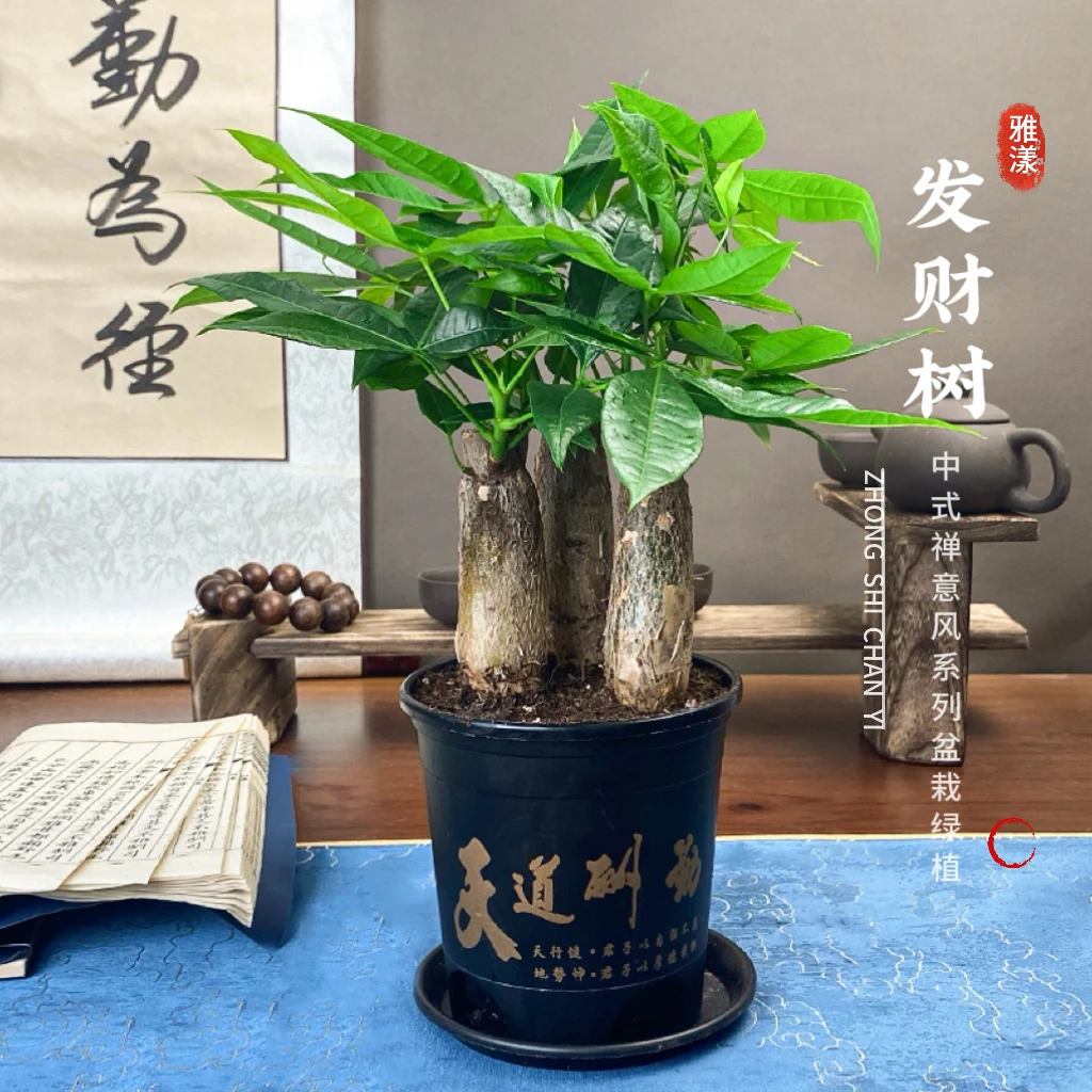 发财树盆栽财源滚滚发财树室内小盆栽桌面绿植懒人植物耐旱好养