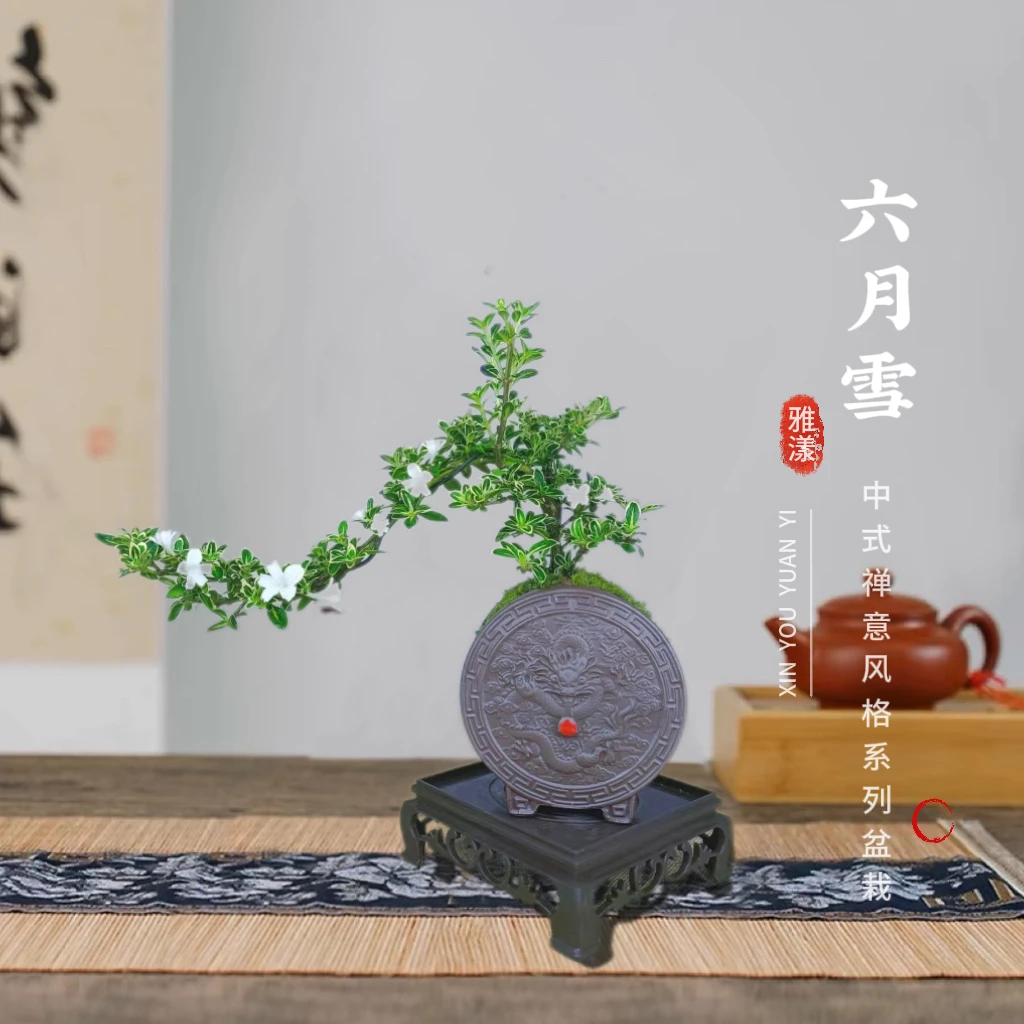 龙年新款金边六月雪盆栽室内外绿植茶桌盆景花卉茶几客厅摆件好养