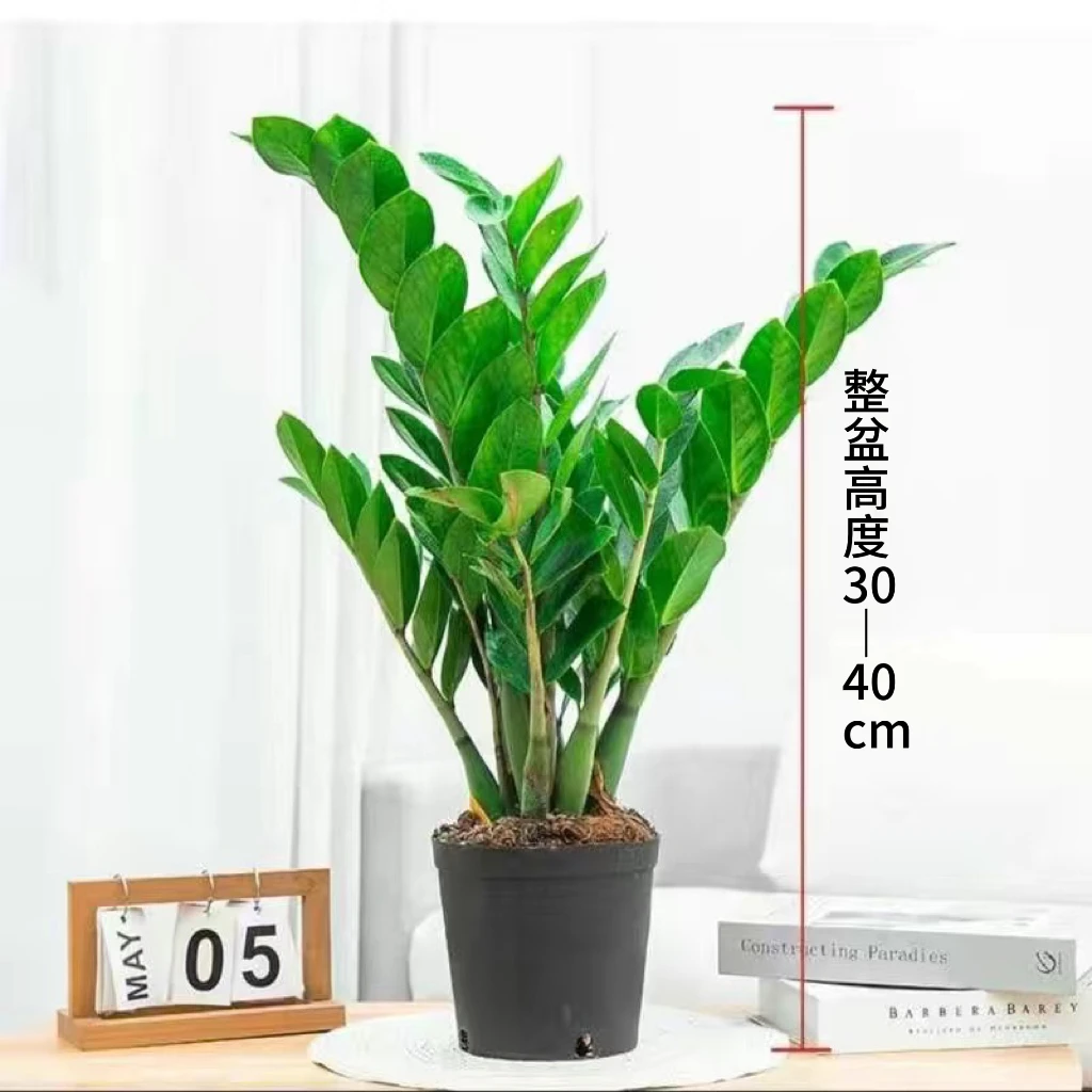 【金钱树】钱串子基地直销/30-40高/通风散光处养殖/5-7天浇水一次