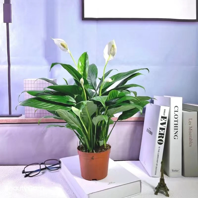 【白掌】盆栽一帆风顺/可水培绿植常青/20-30cm高度/喜水一周3-4次