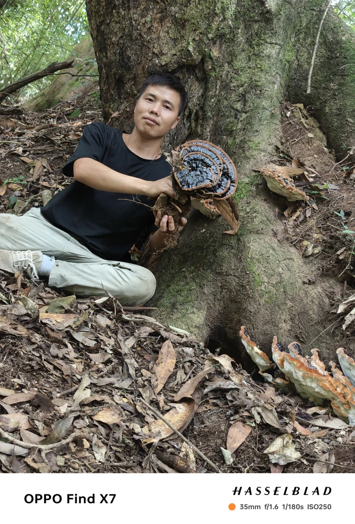 中朵黑灵芝、紫灵芝～菌香味不苦