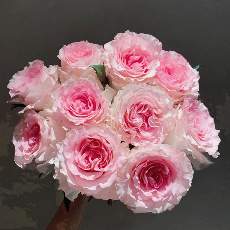 洛神月季灌木切花玫瑰花苗勤花多季开花盆栽地栽花卉波浪边淡粉色