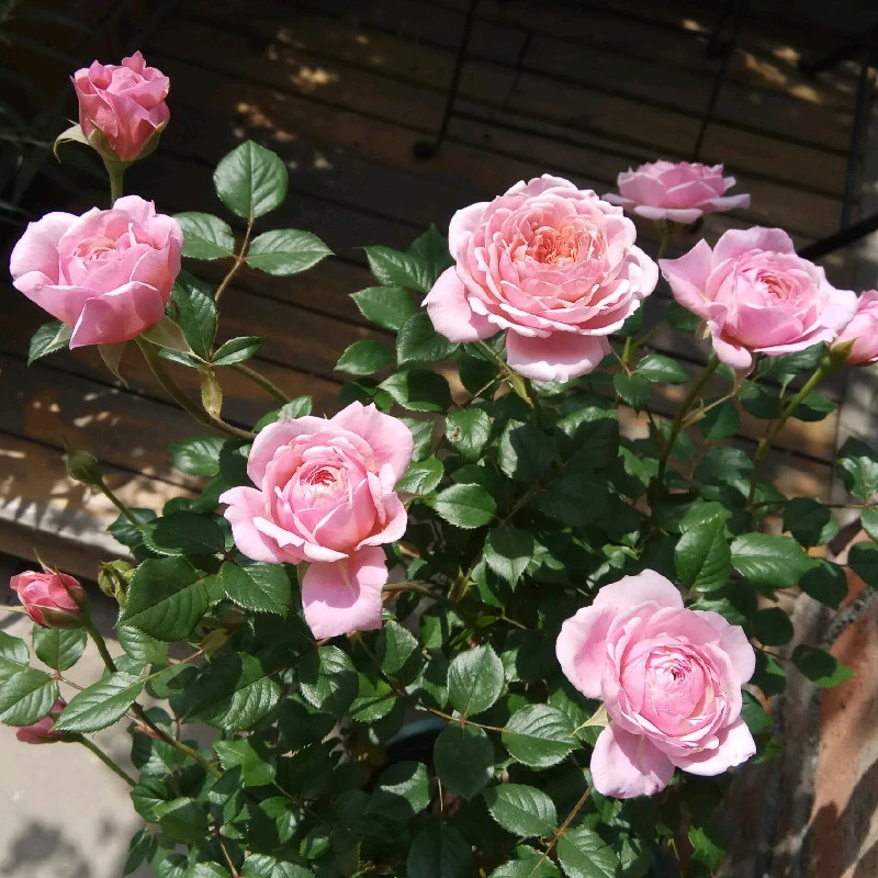 铃之妖精月季微型月季花苗四季丰花绿植盆栽花卉苗阳台露台庭院