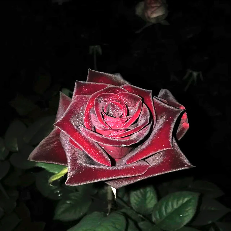 黑巴克月季浓香阳台盆栽多季开花庭院植物玫瑰花勤花耐寒四季开花