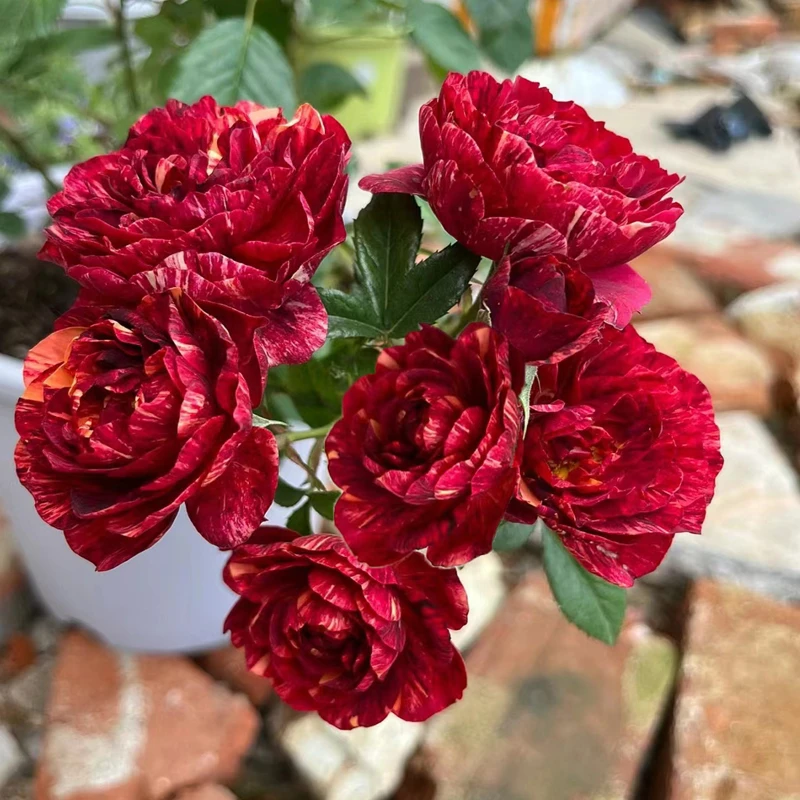 果汁飞溅盆栽地栽丰花多头条纹花阳台月季庭院多季节微月大花