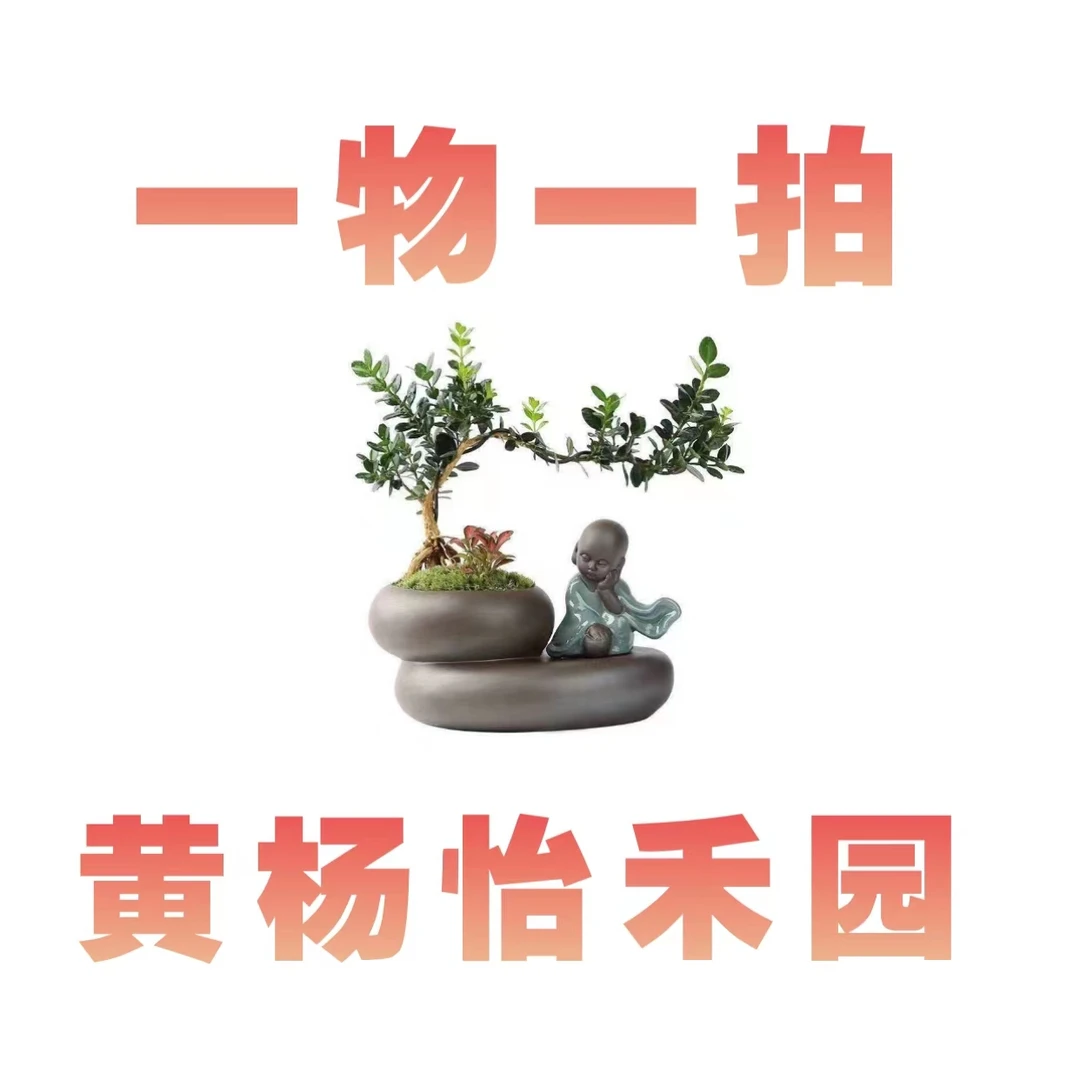 一物一拍黄杨盆景怪桩高提根附石龙鳞黑珍珠米叶雀舌福建豆瓣 2号