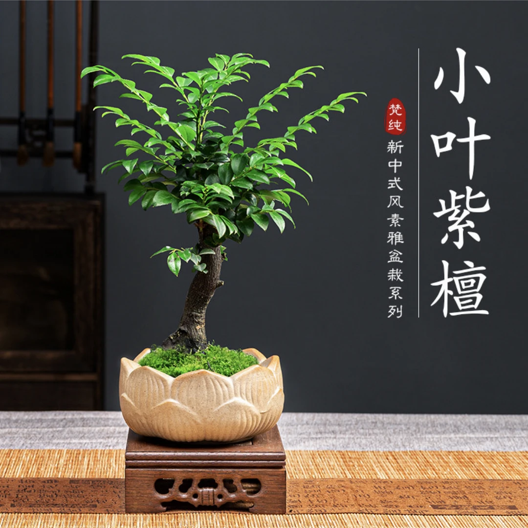 小叶紫檀盆栽老桩室内客厅绿植茶桌书桌办公桌清香四季常青小盆景