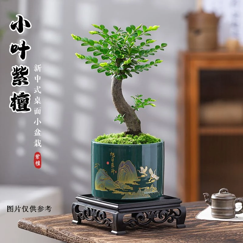 小叶紫檀盆景植物树苗茶室办公室桌面室内花卉绿植好养活禅意摆件