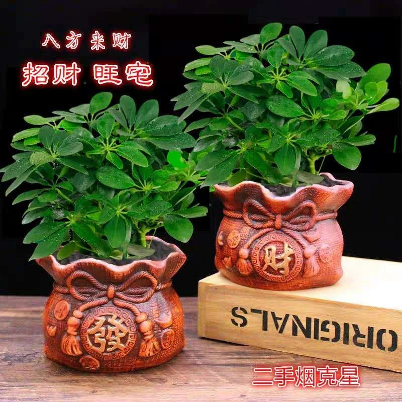 四季长青观叶鸭脚木八方来财室内阳台桌面绿植盆栽七叶莲常绿花卉