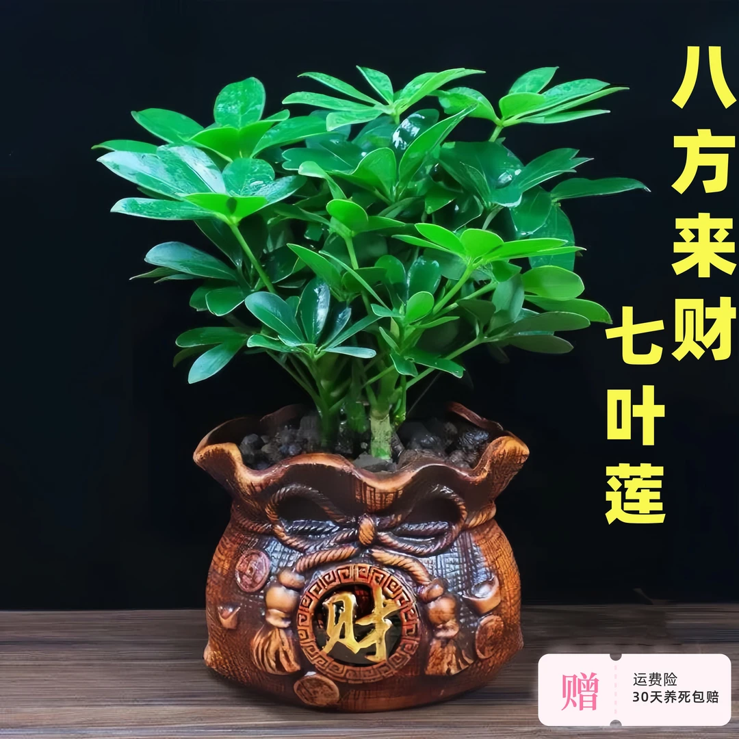 八方来财盆栽七叶莲室内花卉四季常青净化空气植物花卉绿植盆栽