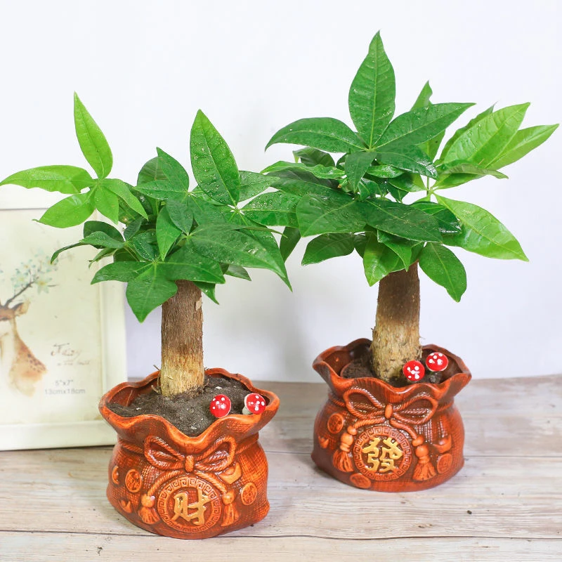 单杆客厅发财树盆栽盆景室内客厅桌面绿植小盆景金钱树吸甲醛植物
