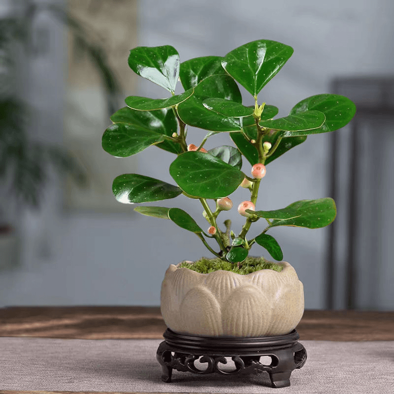 小盼菩提树带果盆栽阳台小绿植常绿办公室客厅绿植招财观叶好养活