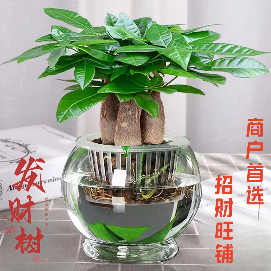 发财树盆栽大棵室内客厅桌面绿植装饰品水培三杆招财树办公室好养