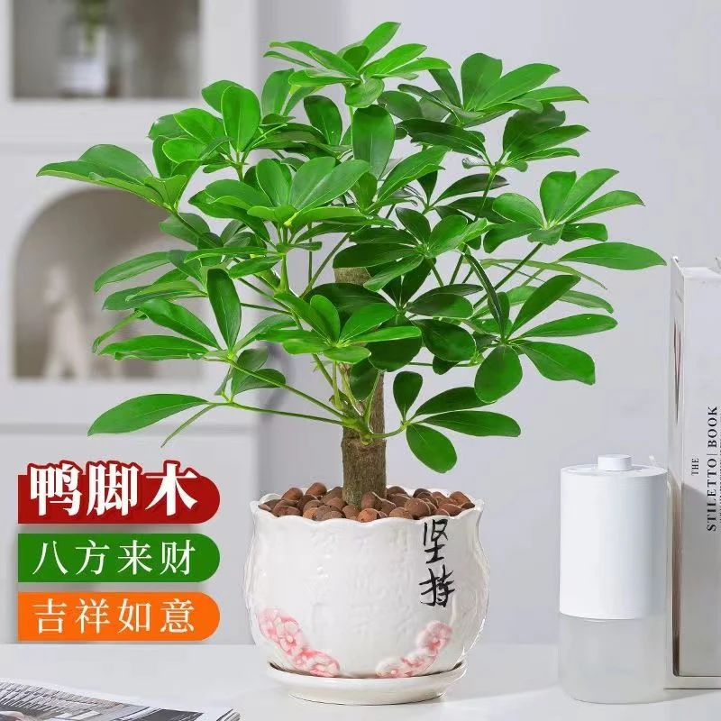 老桩鸭脚木水培好养绿植室内八方来财招财植物七叶莲吸甲醛盆栽