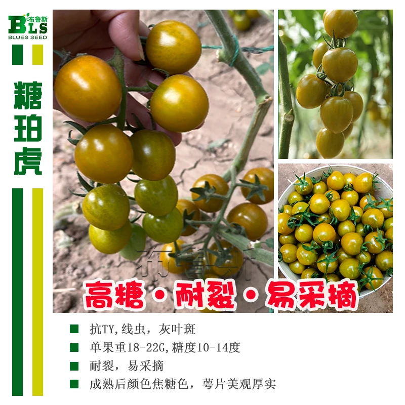 糖珀琥小番茄种子焦糖色小番茄超甜耐裂抗病性强高产圣女果种籽孑