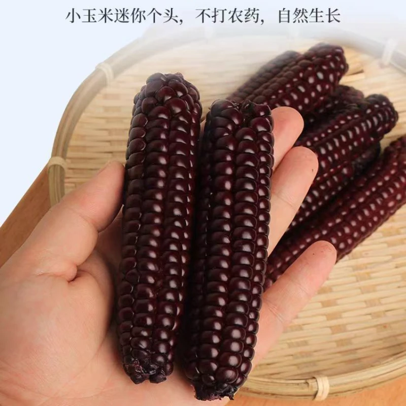 云南紫色拇指玉米紫金拇指玉米紫金糯拇指黑糯手指玉米版纳特产