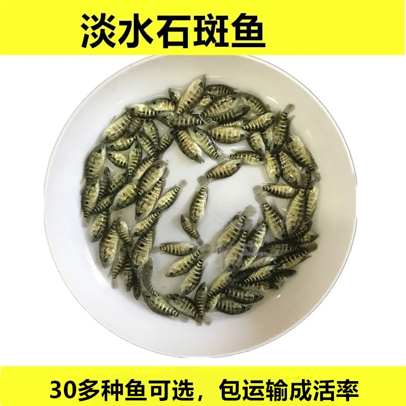 淡水石斑鱼活体水族宠物观赏鱼好养活小尺寸鱼