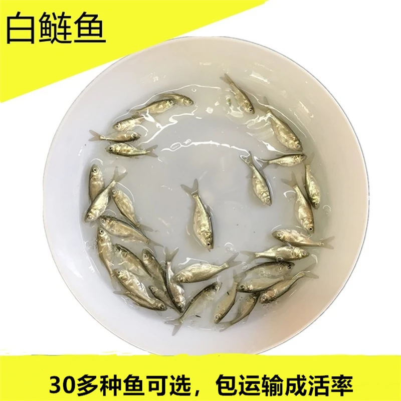 淡水白鲢鱼活体四大家鱼宠物水族观赏养殖小尺寸好养殖生长速度快