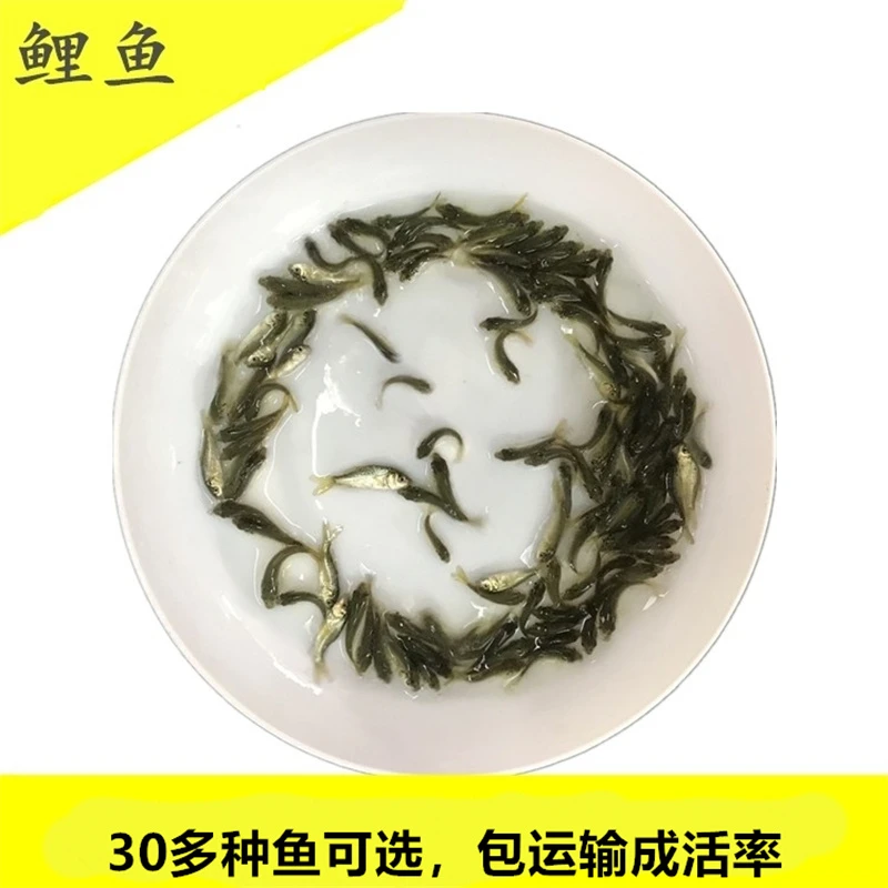 鲤鱼淡水鱼小鱼观赏养殖好养活水族宠物小鱼四大家鱼活体小尺寸鱼