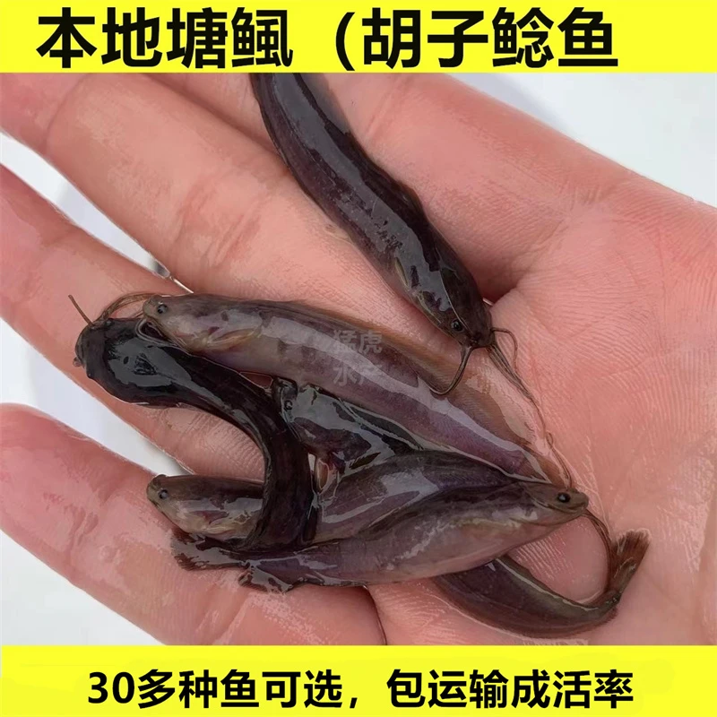 本地塘角鱼塘鲺鱼胡子鲶鱼土塘鲺鱼滑哥鱼淡水活体宠物观赏好养