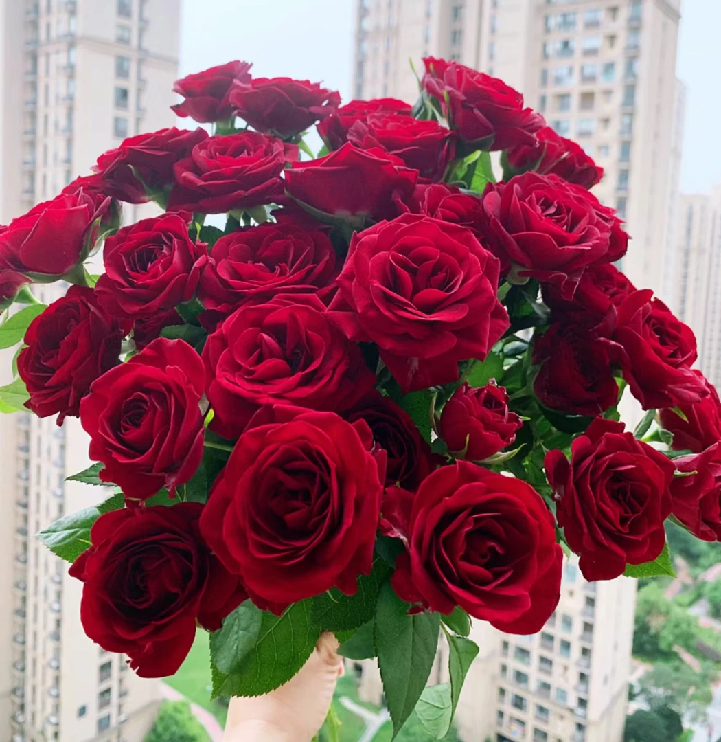 唐【【果汁阳台】【天方夜谭】星花怒放花苞发货月季花苗四季开花春季