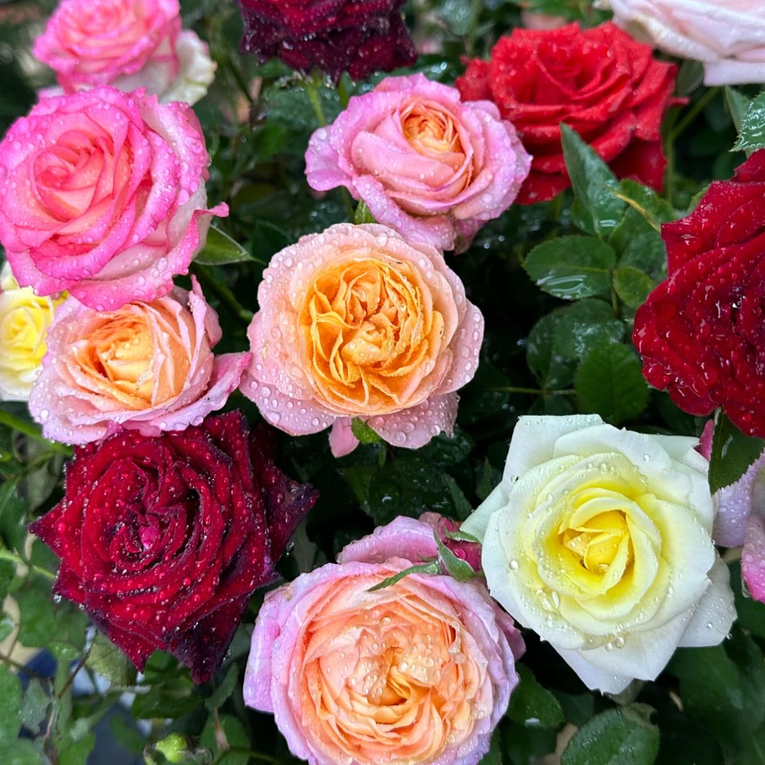 唐  三色月季【混色】星花怒放花苞发货月季花苗四季开花夏天