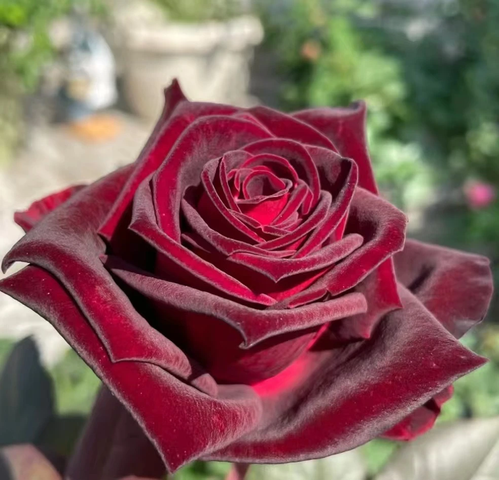 唐  【黑巴克】星花怒放花苞发货月季花苗四季开花