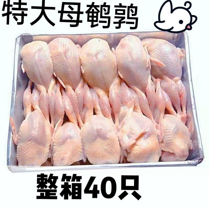 大号新鲜母鹌鹑肉现杀冷冻活体放血白条油炸烧烤生骨肉100只批发